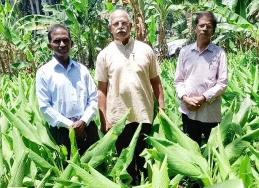 From Friendship to a Mission: The Birth of HorticoGreens