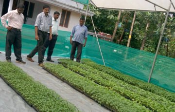Vegetable Seedling Production In Protrays