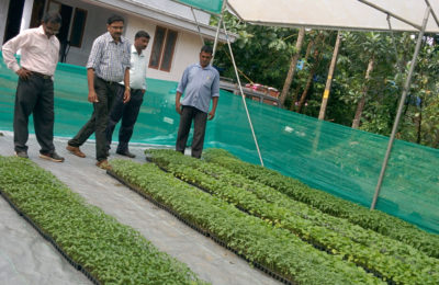 Vegetable Seedling Production In Protrays