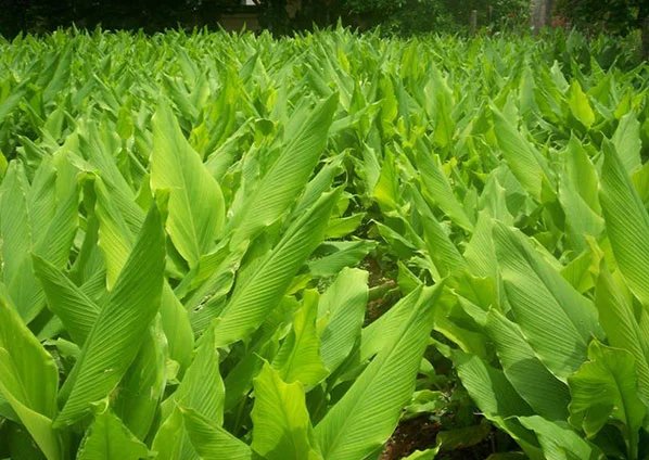 kasthuri turmeric plant